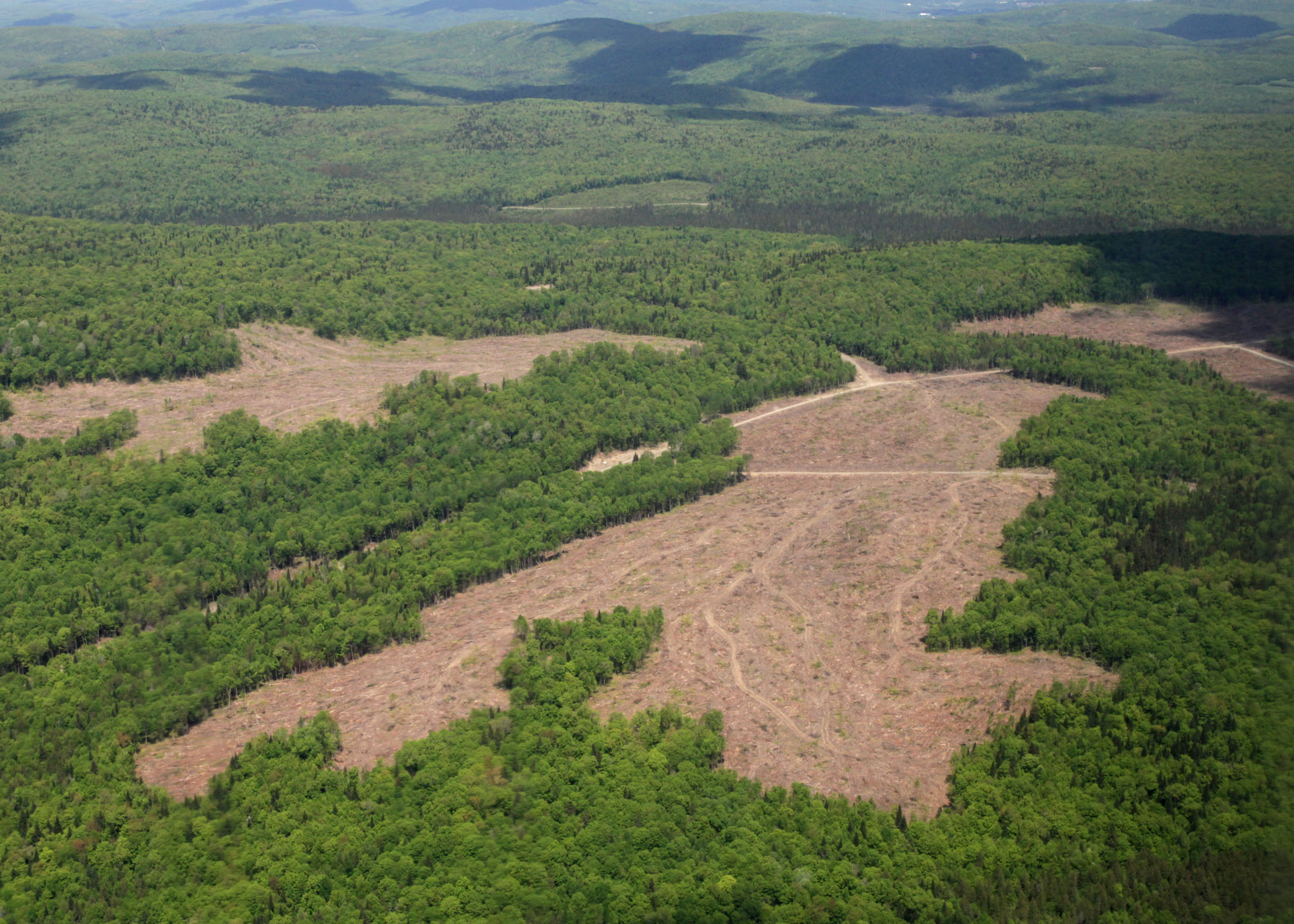 Deforestation Of The Amazon Commercial Cutting